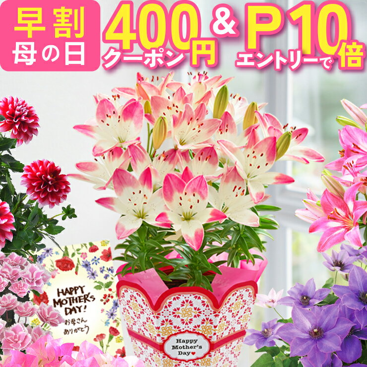【400円クーポン＆エントリーでP10倍】 母の日 早割 プレゼント ギフト 花 生花 ギフト 鉢植え 鉢花 花鉢 百合 ユリ ダリア 紫陽花 あじさい アジサイ クレマチス ブーゲンビリア マダガスカルジャスミン 人気 希少 東北〜関西 送料無料