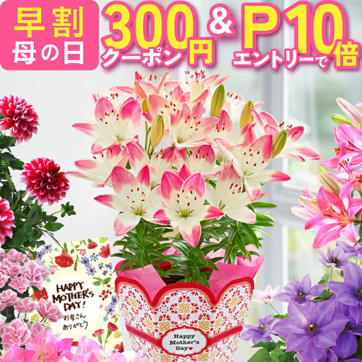 【エントリーでP10倍＆300円クーポン】 母の日 早割 プレゼント ギフト 花 生花 ギフト 鉢植え 鉢花 花鉢 百合 ユリ ダリア 紫陽花 あじさい アジサイ クレマチス ブーゲンビリア マダガスカルジャスミン 人気 希少 東北〜関西 送料無料