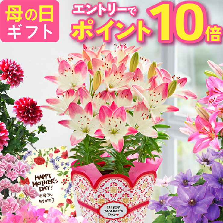 【エントリーでポイント10倍】 母の日 プレゼント ギフト 花 生花 ギフト 鉢植え 鉢花 花鉢 百合 ユリ ダリア 紫陽花 あじさい アジサイ クレマチス ブーゲンビリア マダガスカルジャスミン 人気 希少 東北〜関西 送料無料