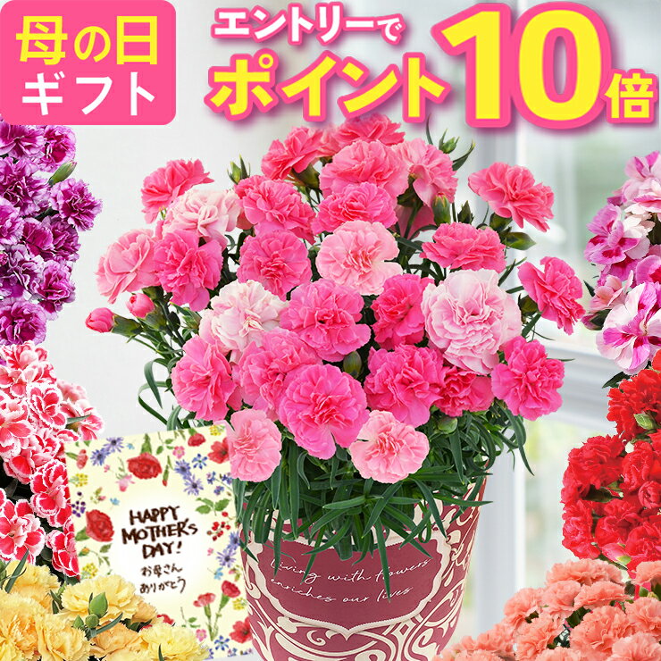 【エントリーでポイント10倍】 母の日 プレゼント ギフト カーネーション 花 生花 ギフト 鉢植え 5号 4号 花鉢 人気 おしゃれ かわいい 希少 母の日ギフト 東北〜関西 送料無料 花のギフト社