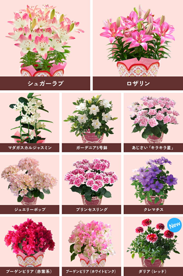 母の日 プレゼント カーネーション 鉢植え 花 ギフト 2026 花鉢 鉢花 百合 ゆり ユリ 5号 鉢 お花 東北〜関西 送料無料 おしゃれ かわいい ガーデニア 母の日ギフト 母の日プレゼント 花のギフト社