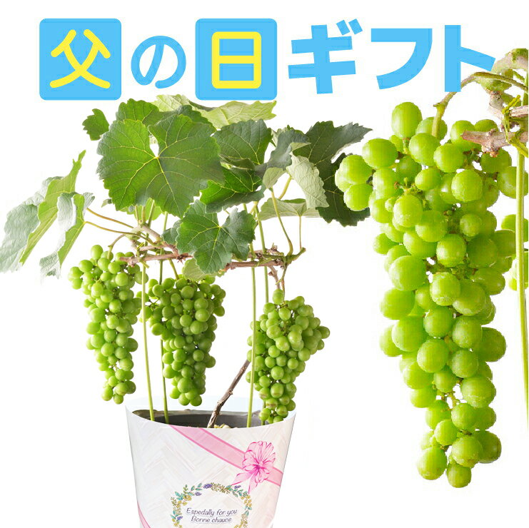 【ポイント10倍！5/20限定】 父の日 ぶどう 花 鉢植え ぶどうの木 父の日ギフト プ...