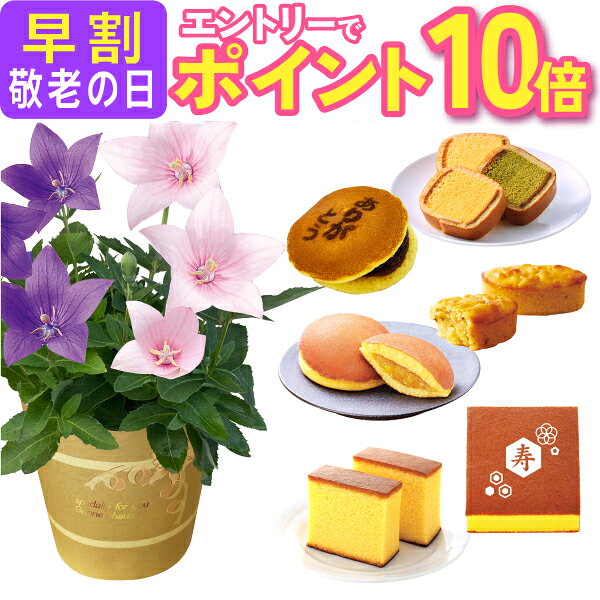 【エントリーでポイント10倍】 敬老の日 プレゼント ギフト 花 スイーツ 鉢植え 花鉢 カランコエ...