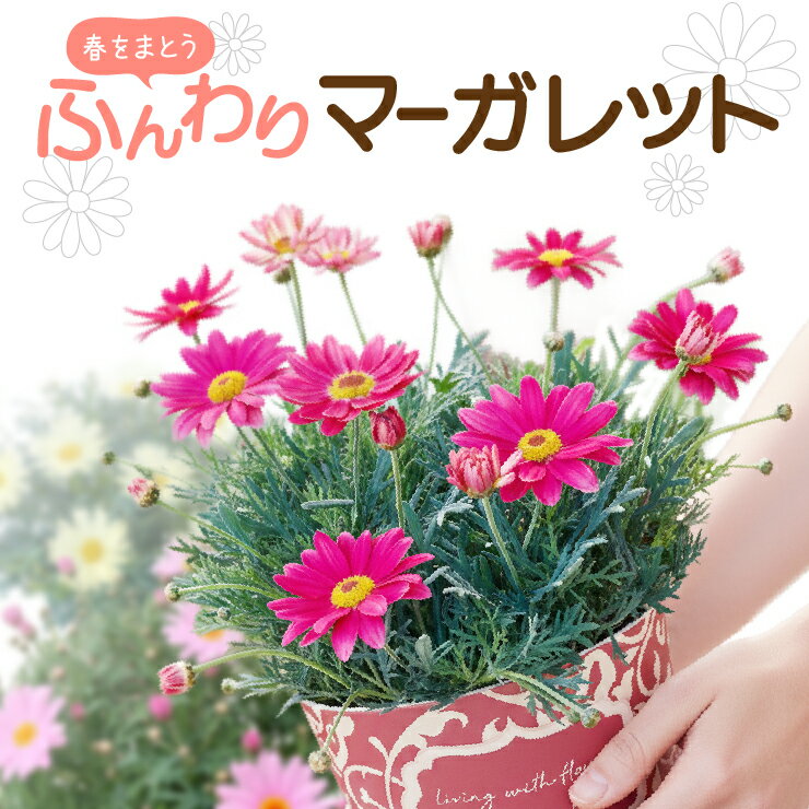 マーガレット 花 鉢花 花鉢 マーガレット鉢植え ギフト 誕生日 お祝い プレゼント 可愛 フラワーギフト ホワイトデー お返し 卒業 入学 贈り物 ピンク プレゼント