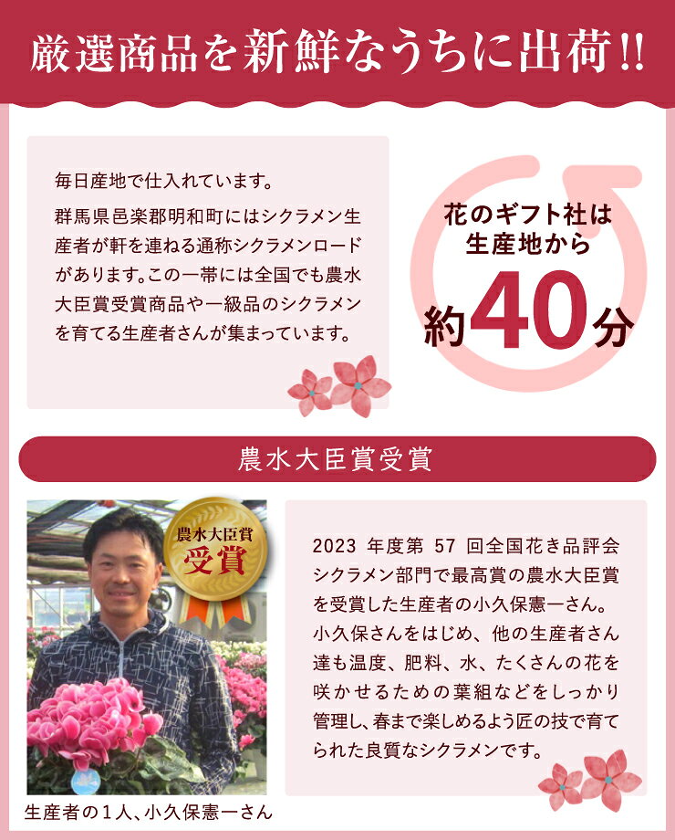 【ポイント10倍！10/16まで】 当日発送17時〆 シクラメン ギフト シクラメン5号 鉢 5号 鉢植え 選べる 花 お歳暮 贈答品 プレゼント お花 鉢花 花鉢 しくらめん 5号鉢 鉢 送料無料 マカロンショコラ ラブキャンドル プルマージュ サムライ 赤 ピンク 紫 青 芳香 087gift-10000521 花のギフト社OnlineShop サンプル画像2