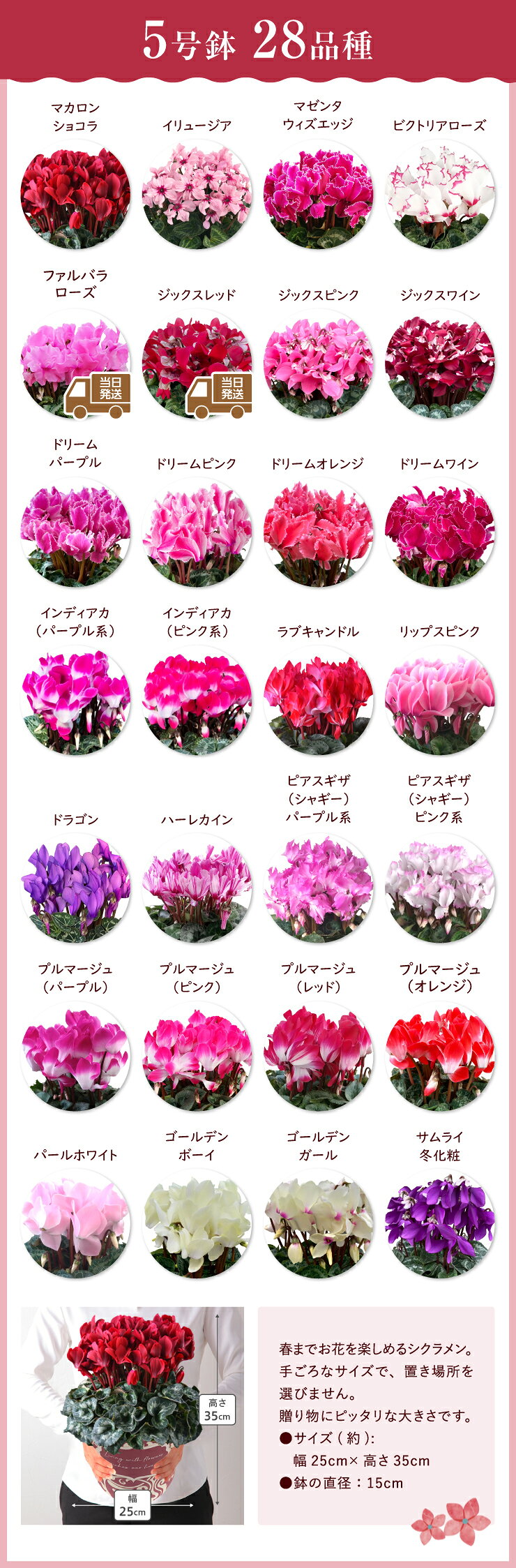 【ポイント10倍！10/16まで】 当日発送17時〆 シクラメン ギフト シクラメン5号 鉢 5号 鉢植え 選べる 花 お歳暮 贈答品 プレゼント お花 鉢花 花鉢 しくらめん 5号鉢 鉢 送料無料 マカロンショコラ ラブキャンドル プルマージュ サムライ 赤 ピンク 紫 青 芳香 087gift-10000521 花のギフト社OnlineShop サンプル画像3