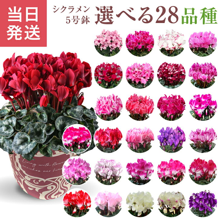 【ポイント10倍！10/16まで】 当日発送17時〆 シクラメン ギフト シクラメン5号 鉢 5号 鉢植え 選べる 花 お歳暮 贈答品 プレゼント お花 鉢花 花鉢 しくらめん 5号鉢 鉢 送料無料 マカロンショコラ ラブキャンドル プルマージュ サムライ 赤 ピンク 紫 青 芳香 087gift-10000521 花のギフト社OnlineShop パッケージ画像