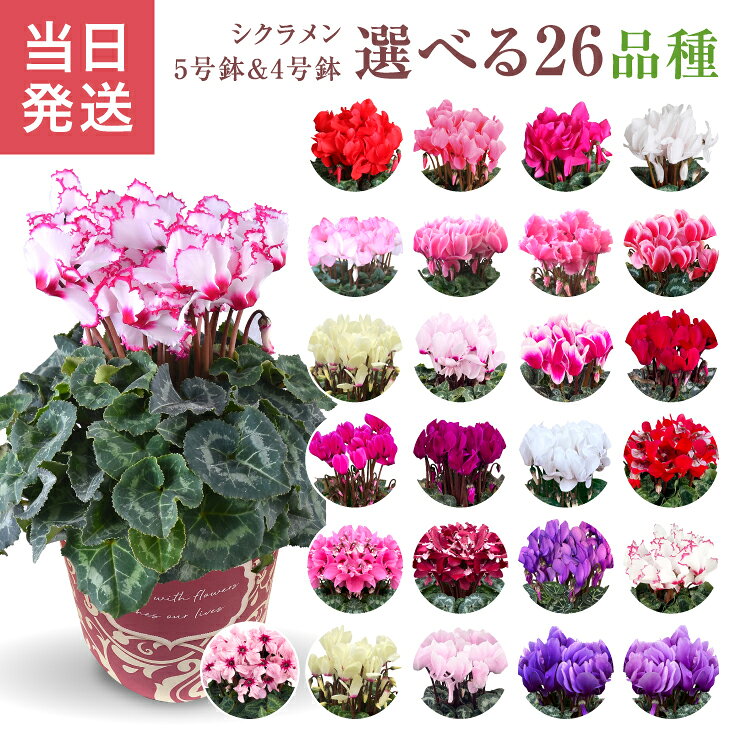 【ポイント10倍！10/26まで】 当日発送17時〆 シクラメン 鉢植え 5号 4号 ギフト プレゼント お花 鉢花 花鉢 しくらめん 花 5号鉢 鉢 東北〜関西 送料無料 ビクトリア ピアス リップピンク サムライ 赤 紫 ピンク 白 青 お歳暮 クリスマス 冬ギフト
