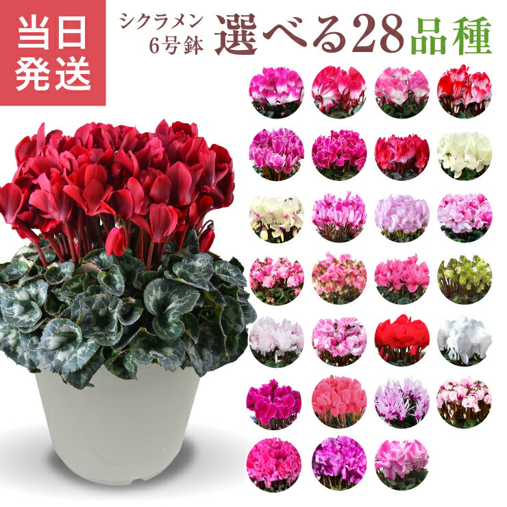 シクラメン ギフト シクラメン6号 鉢 6号 鉢植え お歳暮 贈答品 プレゼント 鉢花 花鉢 しくらめん 花 6号鉢 鉢 送料無料 マカロンショコラ プルマージュ ラブキャンドル ビクトリア 赤 紫 ピンク 誕生日 贈り物 フラワーギフト