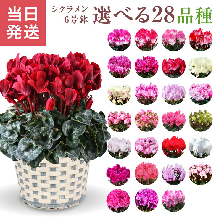 シクラメン ギフト シクラメン6号 鉢 6号 鉢植え お歳暮 贈答品 プレゼント お花 鉢花 花鉢 しくらめん 花 6号鉢 鉢 送料無料 マカロンショコラ プルマージュ ラブキャンドル ビクトリア 赤 紫 ピンク 誕生日 贈り物 フラワーギフト