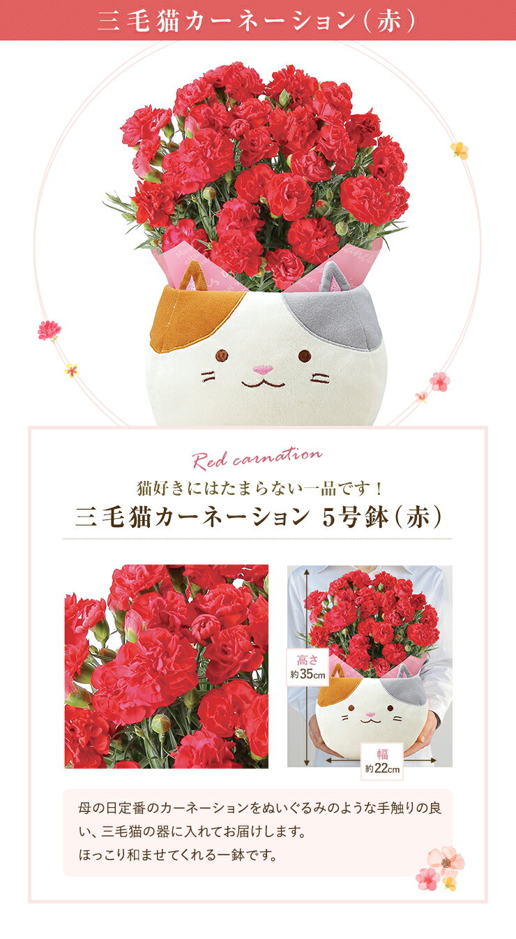 母の日 早割 プレゼント ギフト カーネーション アジサイ クレマチス 花 鉢植え あじさい フラワーギフト 花鉢 鉢花 お花 東北〜関西 送料無料 おしゃれ かわいい 母の日ギフト 母の日プレゼント 三毛猫 猫 犬 ブーゲンビリア 花のギフト社