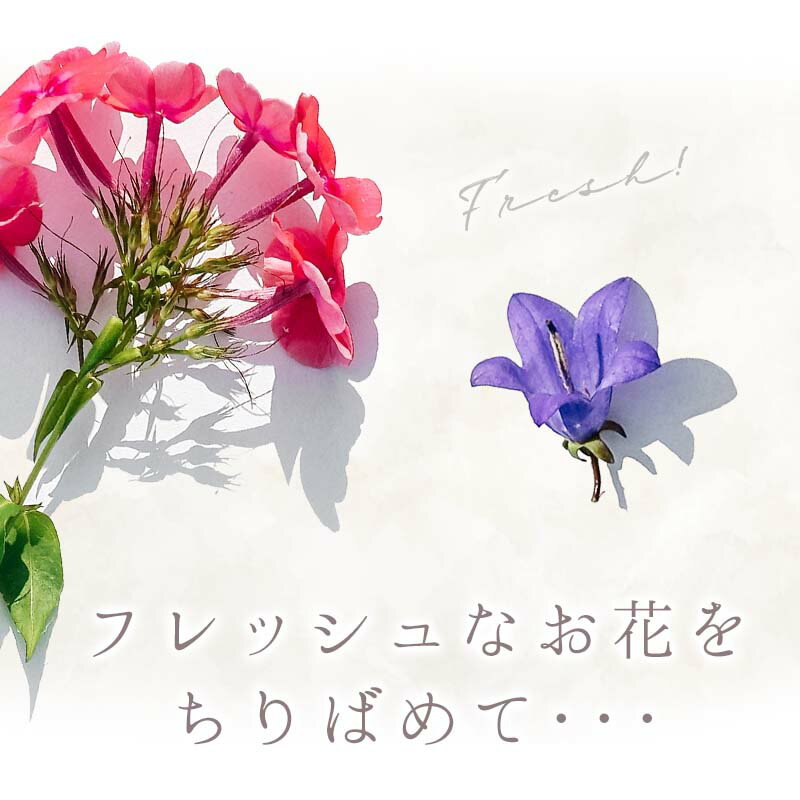 �������륹�ƥå��� �ե������ƥ� ¤�� ���� ��餹 ������ ���� �С����ǡ� �ϡ��եС����ǡ� 100���ˤ� �ڥȥ��ե� �ӥӥåɡ� �� �ե� �ɥ饤�ե� 1�� 2�� ���λ� �ˤλ� ���ƥå���