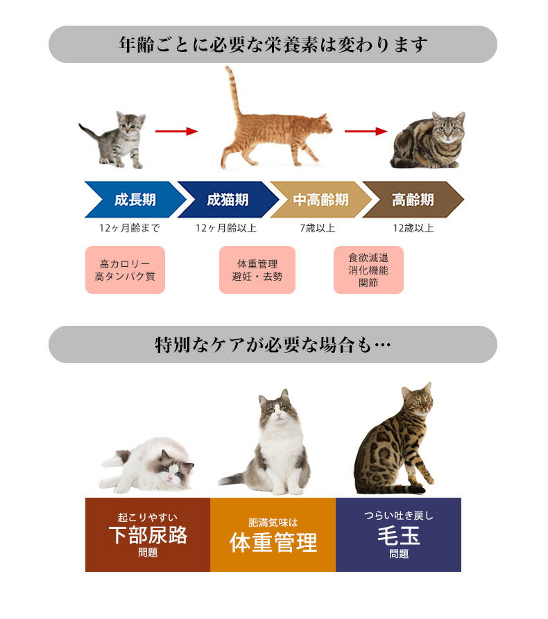 楽天市場】【あす楽】ロイヤルカナン 猫用 お試しスターターセット 