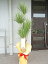 観葉植物 コンシンネ 180cm 16000円税込