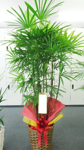 棕櫚竹　高さ175-185cm　22000円税込　※首都圏は比較的在庫がありますがそれ以外の地域は在庫を確認してからの手配となります