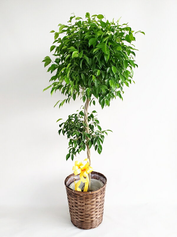 ベンジャミン 観葉植物　ベンジャミン　10号カゴ付き　高さ160-170cm　18700円税込　自社配送　地域限定商品となります