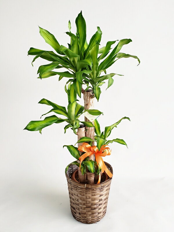新作人気モデル 観葉植物 マッサン 幸福の木 8号カゴ付き 高さ1cm 円税込 カネチュウ金物 Fcdc4bc8 Kilkennyghosttours Com