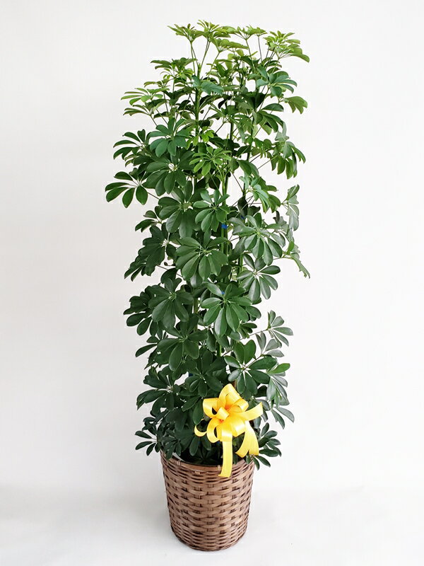 シェフレラ 観葉植物 観葉植物　カポック　10号カゴ付き　高さ160-170cm　16500円税込　自社配送　地域限定商品となります