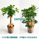 プロが選ぶ観葉植物 観葉植物 8号 カゴ付き 高さ110-120cm 11000円 自社配送 地域限定商品となります