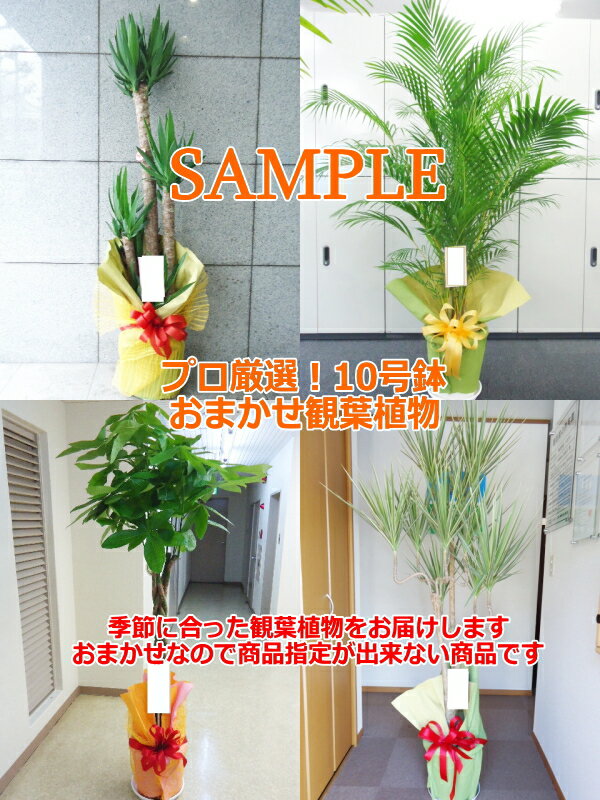 プロが選ぶ観葉植物 10号 カゴなし 高さ160-170cm 13900円税込 ※首都圏は比較的在庫がありますがそれ以外の地域は在庫を確認してからの手配となります