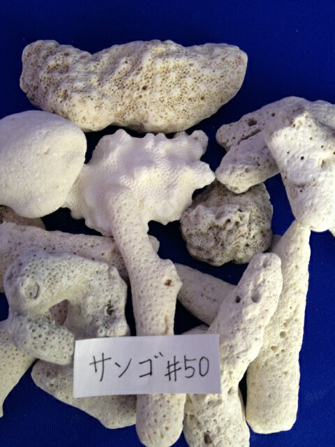 楽天市場】サンゴ石（花・ガーデン・DIY）の通販