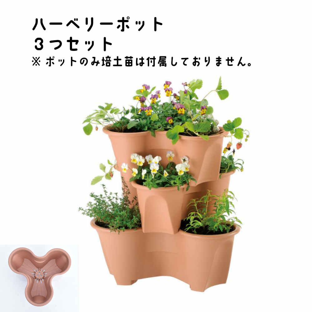 プランターでイチゴ栽培 プランター選びや失敗しやすいポイントをご紹介 暮らし の