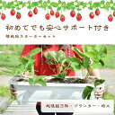 【育て方が分からない方お教えします】いちご栽培　スターターセット　苺苗　越後姫　プランター付き　プロ仕様培土付き　いちご苗/越後姫/プランター/栽培キット/プロ仕様苗/いちご専用培土/家庭菜園＊スターターキット　苗3株