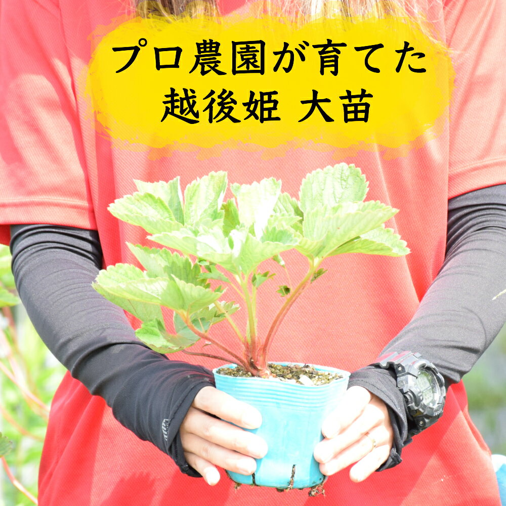 予約受付中！【育て方が分からない方お教えします】苺を育てたことのない方も安心 いちご 苗 越後姫 大苗 順次発送予定 無くなり次第終了/越後姫/家庭菜園/クラウンが太い/自宅でいちご狩り＊苗