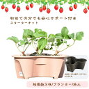 【育て方が分からない方お教えします】いちご栽培 スターターセット 3株 ハーベリーポット 苺苗 越後姫 プランター付き プロ仕様培土付き いちご苗/プランター/栽培キット/プロ仕様苗/いちご専用培土/家庭菜園/リッチェル＊ハーベリーポット3株培土セット