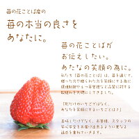 アイスクリームギフト苺アイス6個入りセット(シャーベット×2苺ミルク×2苺ソース×2)