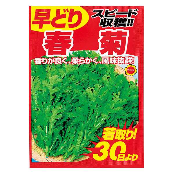 【送料込】 早どり スピード収穫春菊 春秋