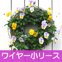 【ワイヤー小セット】花苗で作る ハンギングリース 壁掛け鉢 メッシュタイプ[FMP01-30Gセット]クリスマスリース ビオラリース