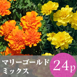 ★★マリーゴールド 花苗24ポットミックス