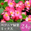なごみ ベゴニア 緑葉 花苗 24ポットミックス
