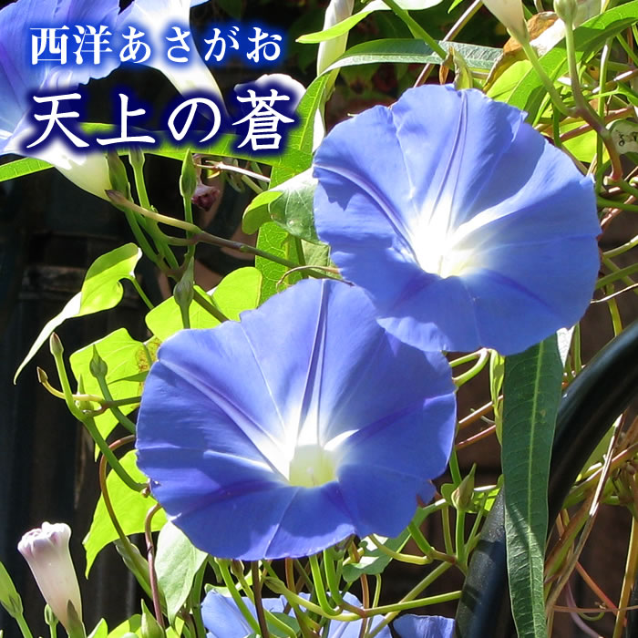 朝顔の種は7月に植えると発芽しない 種の蒔き方や傷の付け方や保管方法を知っておくと発芽しやすくなる ある日のベリーファーム