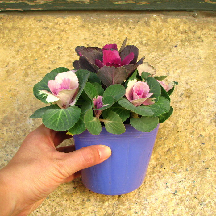 冬の寄せ植えに最適な植物おすすめ８選 寒さに強い花での上手な作り方も解説 暮らし の