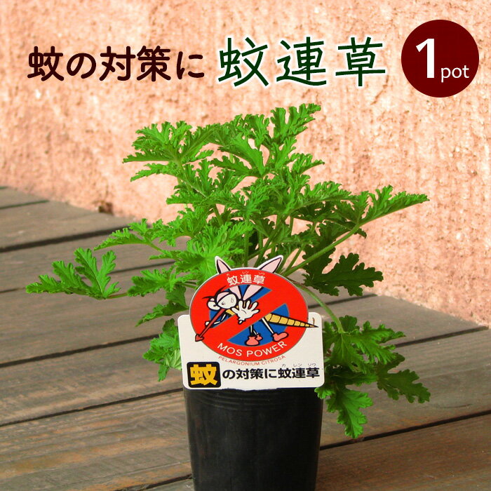 【1P】蚊連草 かれんそう カレンソウ 苗1ポット