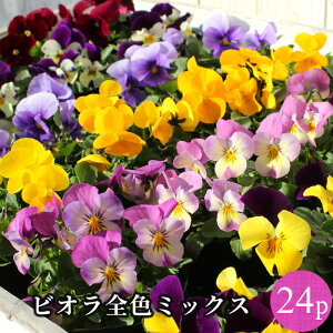 ビオラ 花苗 全色ミックス 24ポットセット[冬一年草] ケース販売