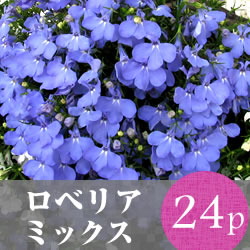 ★★ロベリア 花苗 24ポットミックス