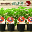 【6P】蚊連草 かれんそう カレンソウ 苗6ポットセット[夏苗予約]