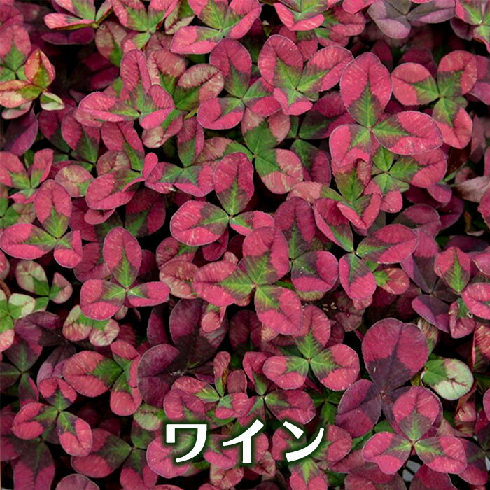 実際に育ててみた 雑草対策になる常緑のおすすめグランドカバーまとめ 踏みつけに強いものから弱いものまで ズボラな週末ガーデニング