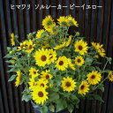 ヒマワリ ソルシーカー ビーイエロー 寄せ植え用 ひまわり 花苗 [夏苗予約]