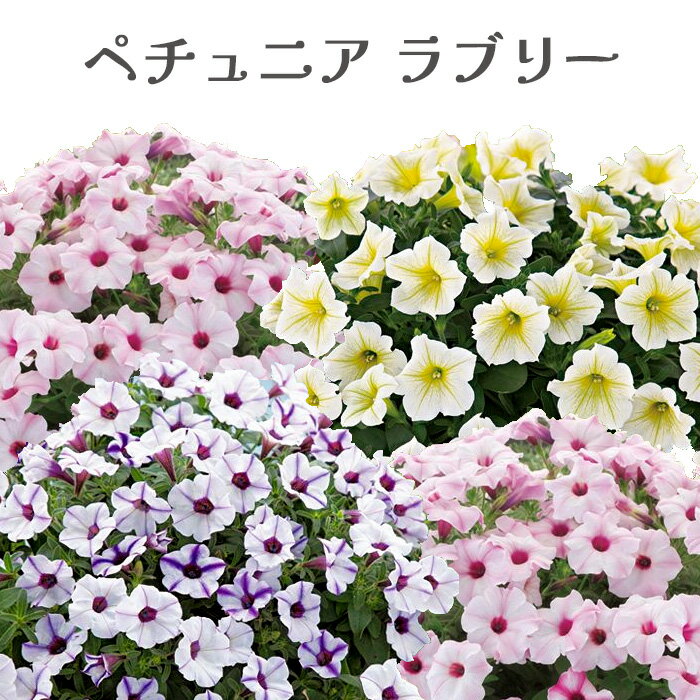 栄養系 ペチュニア ラブリーシリーズ 花苗 3号[春苗予約]のサムネイル