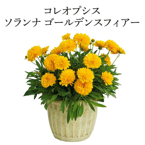 乐天商城 - コレオプシス ソランナ ゴールデンスフィアー 花苗 3号[夏苗予約]（5/14出荷）