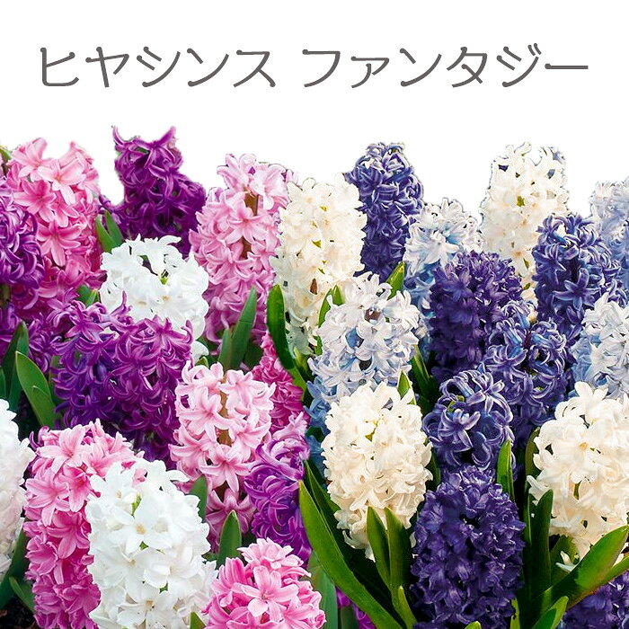 【同梱可】同梱可の花苗、鉢などとまとめてお届けできます。 同梱不可以外の送料無料商品、3,980円以上お買い上げの場合は送料無料（一部地域除く）になります。 【商品名】ヒヤシンス ファンタジー 球根 ラベル付きネット袋 6球入 【品種】ブルーファンタジー6球入り（ブルー系、青紫系、白系など）/ピンクファンタジー6球入り（ピンク系、赤紫系、白系など） ※種類をお選び下さい。 ※2024年球数変更　8球から6球に変更となりました。 【植物情報】 科名　ユリ(キジカクシ)科 植え時　10〜12月頃 開花期　2〜4月頃　※栽培開始時期によります 草丈　15〜25cm 芳香あり 用途　鉢植え 花壇 水栽培 【ご注意下さい】お届けは花の咲いていない球根の状態です。ページ内の画像はイメージ画像です。花の濃淡や色合いはページ内の画像と異なる場合がございます。球根の品種等はお任せとなります。 【水栽培の注意点】ヒヤシンスの開花には、一度寒さに当てて（チューリップ同様）休眠を切る必要があります。気密性の高い住宅の場合、寒さが足りず蕾が伸びない場合があります。冷蔵庫野菜室であらかじめ冷やしておくと確実性が高いのと、戸外に最初のうちは出して頂けると良いでしょう。 ※栽培についてのアドバイスや、フォローは必要に応じてさせて頂きますが、栽培上の注意点などから全てが絶対咲くとお約束できる性質の商品ではございません。あらかじめご容赦頂きます様よろしくお願い致します。 【栽培方法】（標準例） ・「水栽培」専用ポットで、根がでるまで球根は涼しくて暗い場所に置いておきます（12月くらいまでは屋外で寒さにあてます）。 ・最初は球根のお尻が少し水に浸かるぐらいまで水を入れます。根が伸びてくるにつれて、根が呼吸をするため、1cm～2cm程度水位を下げます。 ・水は1週間に1度は取り替えましょう。そのときにポットから根は抜かず水だけを替えます。根をいためないように注意します。 ・寒さにあてた後は暖房のきいていない室内の日の当たる窓辺に置きます。1月頃に蕾が付き、2月頃に開花します。 ・水栽培は基本的に1度花を咲かせると来年咲かせるのは難しいので、1年限りとなります。 【用途】まとめ植え 幼稚園 保育園 小学校 医院 お店 切り花 アレンジ 水栽培 水耕栽培 水栽用芳香 ひやしんす 球根 観察 玄関 【関連商品】他のヒヤシンス、栽培ポットなど冬の［定番］ヒヤシンス 濃淡が美しいまとめ植えにオススメのグラデーションミックス ヒヤシンスの特長といえば、ボリュームのある花姿・鮮やかな花色・爽やかな香りです。特に香りの良さでは、春咲き球根の中でもトップクラスです。 香りがとても良く、花壇栽培やテラスや室内栽培に適しています。 室内で咲かせる見事な花や、育つ過程は栽培日記やブログなどのネタになります。 量販店や雑貨店などで、のざらしで販売される事がありますが、きちんと保管管理された園芸専門店の球根をおすすめします。 ※開花のイメージ画像 ※開花のイメージ画像 ◆ヒヤシンスの水栽培おすすめマニュアル◆ こちらでは気密性の高い暖かい室内でも失敗しにくい水栽培のやり方を記載しております。 （チューリップなどと同様に）芽が伸びるスイッチを入れる為には一定期間寒さに当たる必要があり、成長する時はある程度の温度が必要です。※栽培マニュアルの画像のヒヤシンスは販売しているものと別の品種になります （1）球根は早めに水栽培用のものを手に入れましょう。 　　 届いたら球根を新聞紙に包んで冷蔵庫の野菜室（5℃～10℃）に入れておきます。 　　 入れておく期間は4～10週間程度（少し芽や根が出始める場合もあります） 　　　※ここでの注意点（密封しない、凍らせない、濡らさない） 　　　　・冷蔵庫に入れない場合は10月～遅くとも11月から栽培を始め、最初はなるべく冷暗所か戸外 　　　　　で栽培をスタートさせ、初期はなるべく寒さに当てる様にします。 （2）冷蔵庫から出したら11～12月からスタートが目安 　　（十分冷やしていれば早めから挑戦してみるのもOKだと思います。） 　　球根を水耕栽培用ポットに入れ、球根の底に水が少し当たるぐらいで、窓辺などの 　　明るい室内で栽培します。週に1回程度水が汚れたら交換します。寒い室内では生育 　　が遅くなりますが、暖房などで高温になり過ぎない様に注意しましょう。 （3）1月頃 　　根が伸びてくれば水の量は少し減らします。芽や蕾が出始めます。 （4）2月頃 　　開花が楽しめます。高温過ぎない部屋の方が花が長持ちします。 　　香りを楽しみましょう。 1 ※こちらの商品は徳用の色MIXセットとなります。（色毎に分けておりません）球根が水耕専用のものよりはやや小ぶりになります。花壇や鉢植え栽培にも適しております。