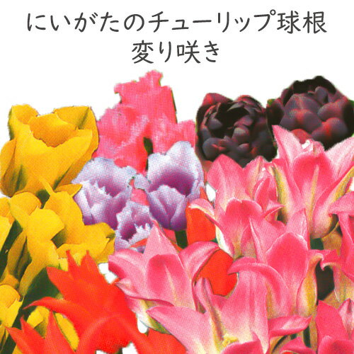 【9月出荷】にいがたのチューリップ 変わり咲き 5球絵袋入 秋植え球根（秋植え春咲き）[秋球根予約]