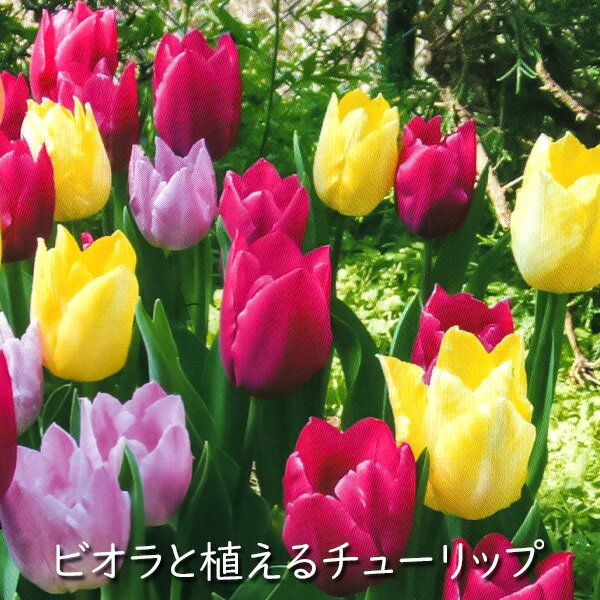 （お徳用セット）ビオラと植える チューリップ 球根 プリンス 混合 15球絵袋入（8182） 秋植え球根（春咲き）[秋球根]のサムネイル