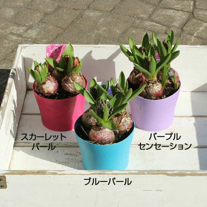 お部屋で楽しめる 花芽付き ヒヤシンス 3球植え 4号ポットのサムネイル