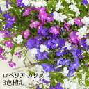 ロベリア カリブ トリコロール 3色植え 3.5号 花苗