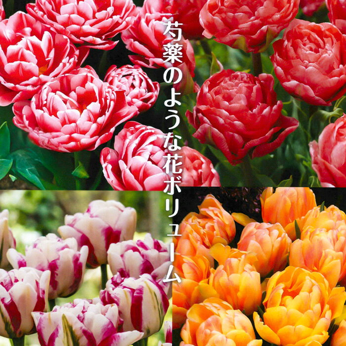 しゃくやく咲きチューリップ3球絵袋...
